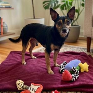 Bently 1768, Chihuahua, young, available for adoption