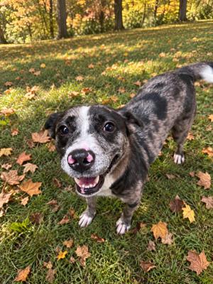 Delta 8620, Catahoula Leopard Dog, adult, available for adoption