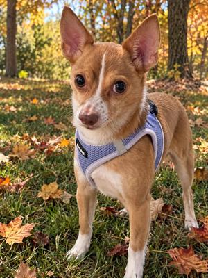 Cooper 0753, Chihuahua, senior, available for adoption