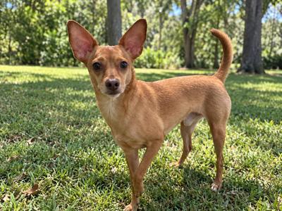 A small brown dog with large ears standing on grass in a sunny outdoor setting.
