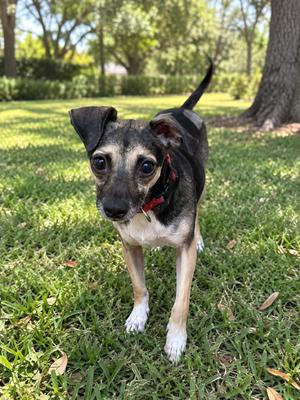 Delano 0143, Chihuahua, young, available for adoption