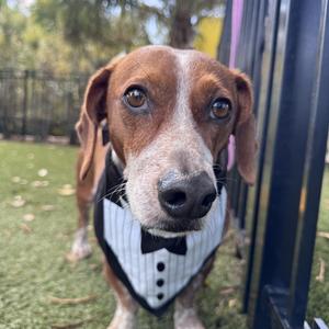 Chippy 5210, Dachshund, adult, available for adoption