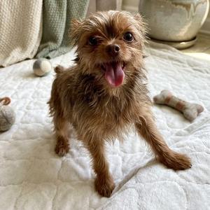 Andy 9169, Yorkshire Terrier, puppy, available for adoption