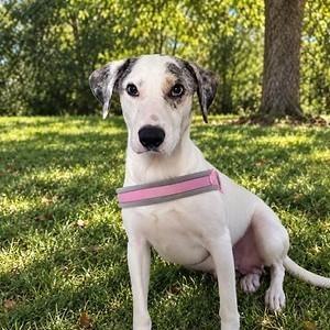 BonBon, Catahoula Leopard Dog, young, available for adoption