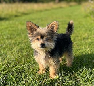Cam, Yorkshire Terrier, senior, available for adoption