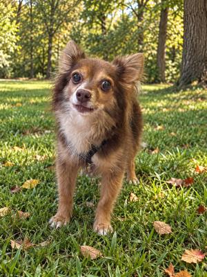 Brighton 8136, Chihuahua, senior, available for adoption