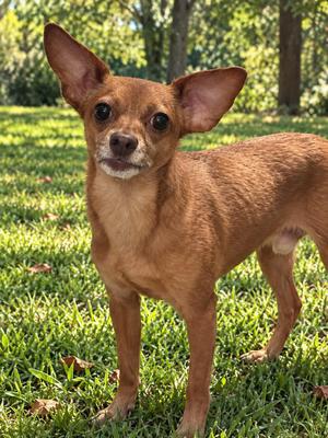 A small brown dog standing on grass in a sunny outdoor setting.