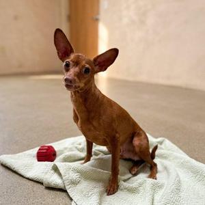 Brinkley 6932, Chihuahua, senior, available for adoption
