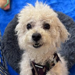 Chip 8030, Poodle, puppy, available for adoption