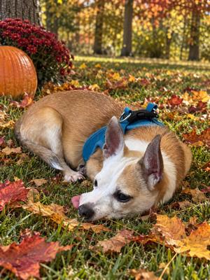 Carson 3579, Chihuahua, senior, available for adoption