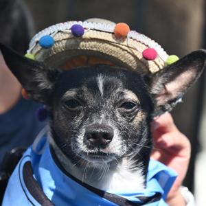 Crenshaw 9825, Chihuahua, senior, available for adoption