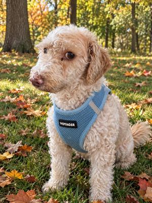 Arnez 2734, Poodle, adult, available for adoption