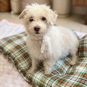 Harmony 8873, Poodle, young, available for adoption