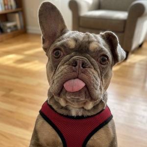 Bubbles 0900, French Bulldog, senior, available for adoption