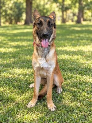 A German Shepherd dog sitting on a grassy field with its tongue out, looking at the camera.