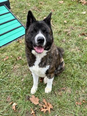 Bruno, Akita / Mixed Breed, young, available for adoption