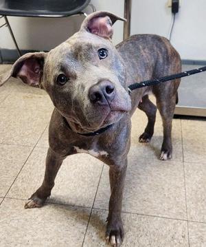 Daisy, Terrier / Mixed Breed, young, available for adoption