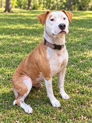 Barney, American Bulldog / Mixed Breed, adult, available for adoption