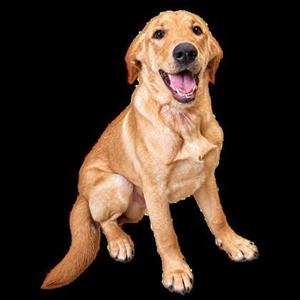 Bodie, Golden Retriever / Mixed Breed, young, available for adoption
