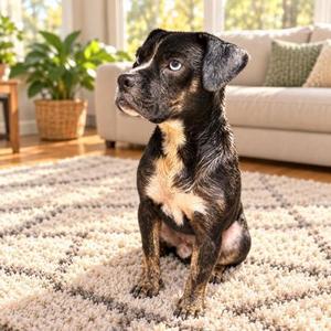 Bowie, Boxer / Mixed Breed, adult, available for adoption