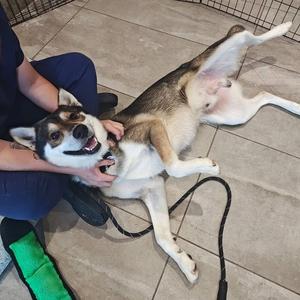 Pacco, Husky, adult, available for adoption