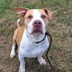 A brown and white dog with a black collar and leash standing on grass.