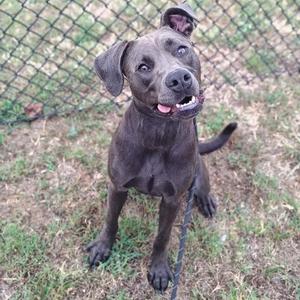 A black dog with floppy ears and a happy expression, sitting on grass with a chain-link fence in the background.