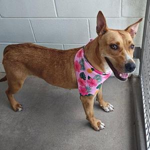 Chariot, Pit Bull Terrier, young, available for adoption