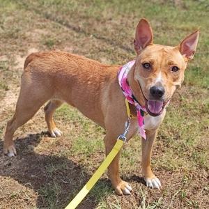 A brown dog with a pink bandana and a yellow leash standing on grass.