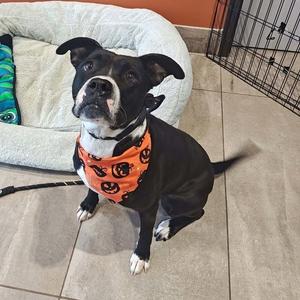 Rupee, Boxer, adult, available for adoption