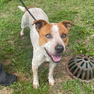 Balto, Australian Cattle Dog / Blue Heeler, young, available for adoption
