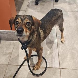 Wolf, Terrier, young, available for adoption