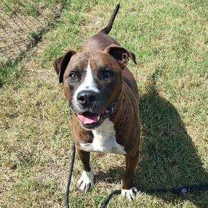 A brown and white dog with a black muzzle and floppy ears is standing on a grassy field, looking up at the camera with its mouth open and tongue out. The dog has a black leash attached to its collar.