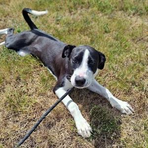 A black and white dog lying on grass with a leash attached to its collar.