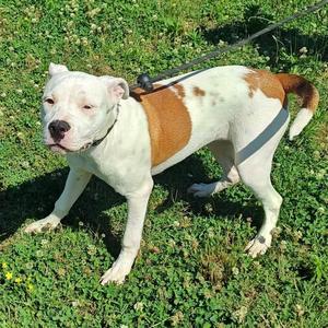 Snickerdoodle, Pit Bull Terrier, puppy, available for adoption