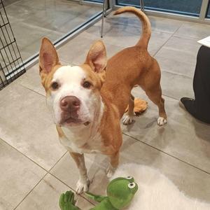 A brown and white dog standing on a tiled floor, looking at the camera with a green toy in front of it.
