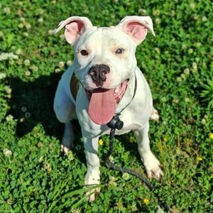 Snickerdoodle, Pit Bull Terrier, puppy, available for adoption