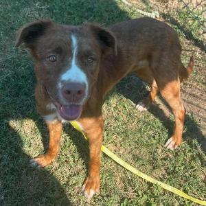 Gemini, Pit Bull Terrier, young, available for adoption