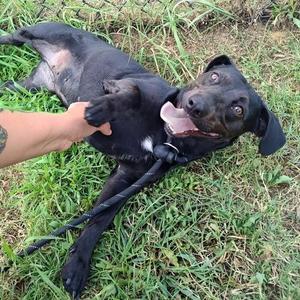 Motorola, Pit Bull Terrier / Labrador Retriever, young, available for adoption