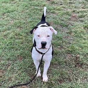A black and white dog standing on grass, wearing a black harness and leash, looking directly at the camera.