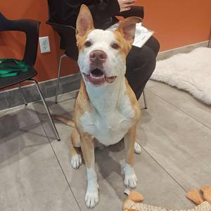 Bobby, Pit Bull Terrier, young, available for adoption