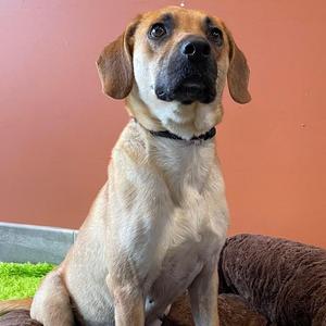 A light brown dog with floppy ears and a black collar sits looking upwards.