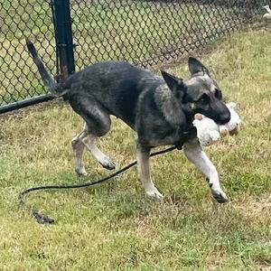 A black and tan dog running on a leash in a grassy area with a chain-link fence in the background.