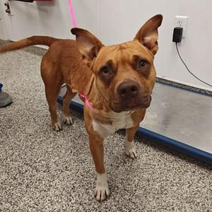 Raspberry, Pit Bull Terrier, young, available for adoption