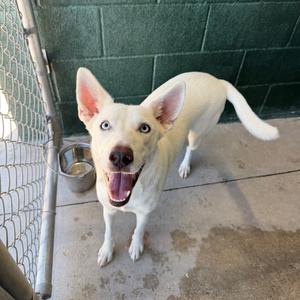 Bedazzler, Husky, young, available for adoption