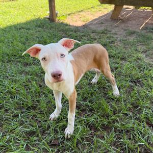 Bazooka, Terrier, young, available for adoption