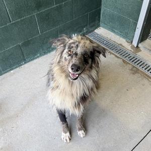 A fluffy dog with a merle coat stands on a concrete surface, looking up with its mouth open in a happy expression. The background features a green brick wall and a metal drain.