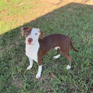 A brown and white dog standing on grass, looking directly at the camera.