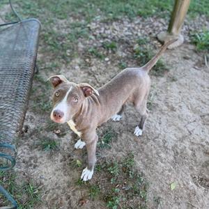 A brown and white dog standing on a dirt ground, looking up at the camera.