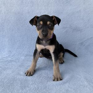 A black and tan puppy sitting on a blue blanket.